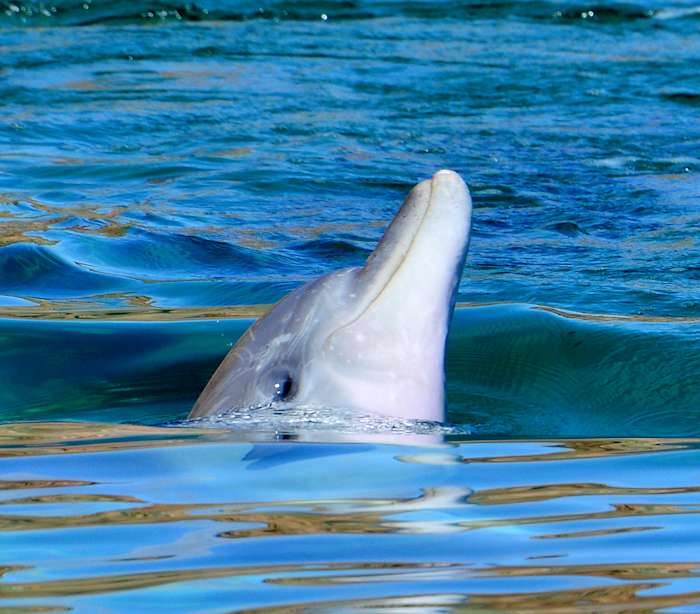 3febdolphins17pt2 (50) - GALLERY.JPG